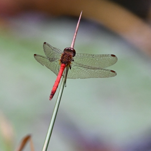Autumn Meadowhawk