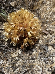 Aphyllon californicum feudgei