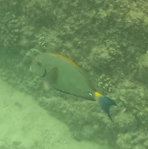 Acanthurus dussumieri observed 2026-10-05