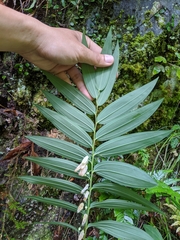 Polygonatum arisanense