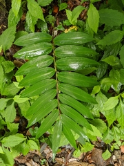 Polygonatum arisanense