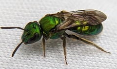 Augochlora pura