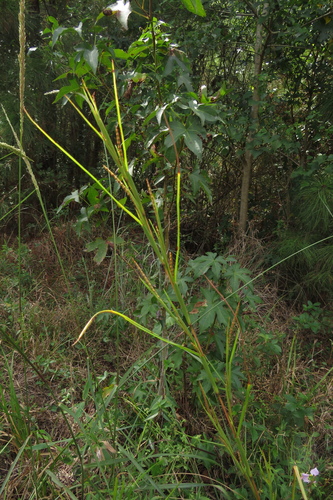 Rottboellia rugosa, 2026-10-05