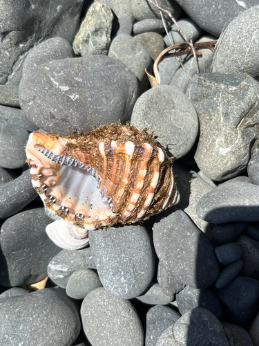 Monoplex parthenopeus observed 2026-10-06