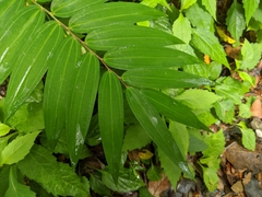 Polygonatum arisanense