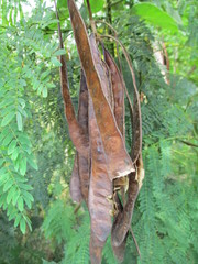 Leucaena leucocephala