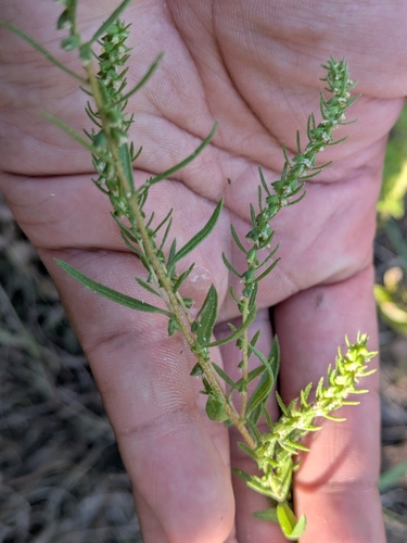 Narrowleaf Marsh-elder