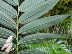 Polygonatum arisanense