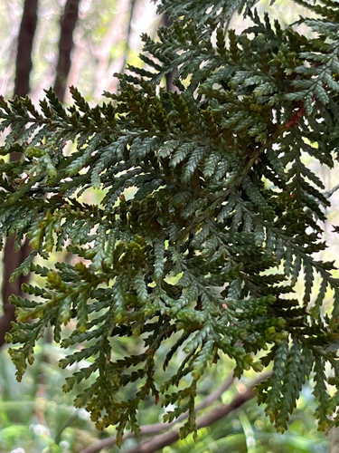 Libocedrus plumosa, 2026-10-05