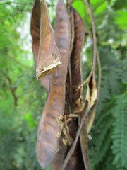 Leucaena leucocephala