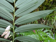 Polygonatum arisanense