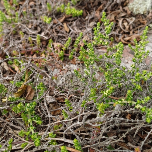 Galium ericoides