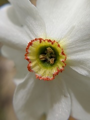 Narcissus poeticus