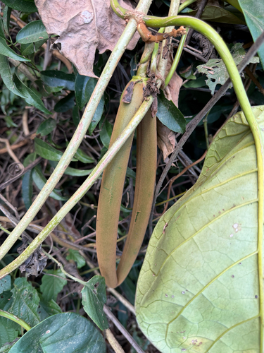 Macropharynx peltata, 2026-10-05