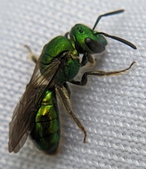 Augochlora pura