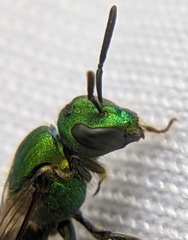 Augochlora pura
