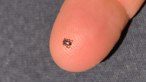 Eastern Black-legged Tick