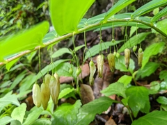 Polygonatum arisanense