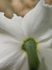Narcissus poeticus