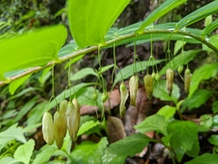 Polygonatum arisanense