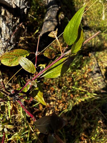 red osier dogwood