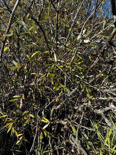meadow willow