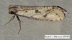 Acrolophus mortipennella