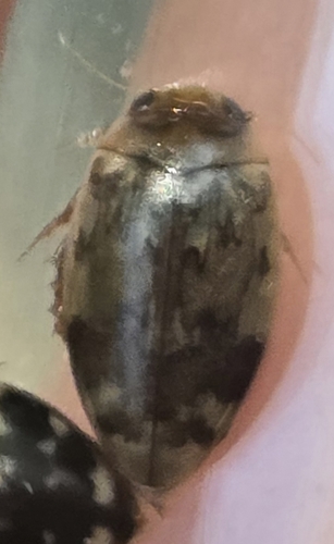 Laccophilus fasciatus