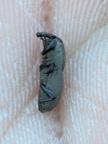 Sphenophorus coesifrons