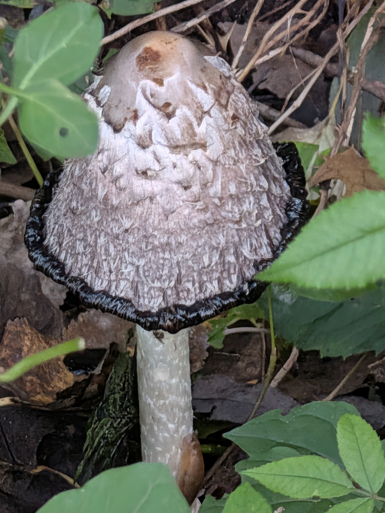 Shaggy Mane · October 2026 · photo: Photo: no rights reserved · iNaturalist