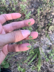Galium virgatum