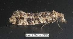 Amydria margoriella
