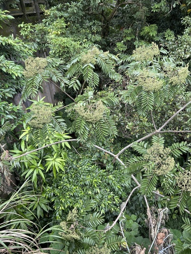 Zanthoxylum ailanthoides observed 2026-10-06