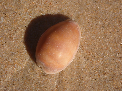 Cypraea carneola observed 2026-10-06