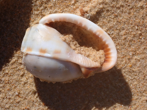 Phalium bandatum observed 2026-10-06