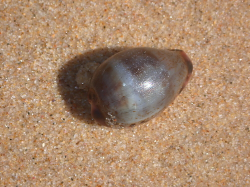Erronea xanthodon observed 2026-10-06