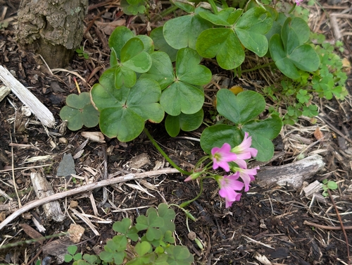 Oxalis debilis observed 2026-10-05