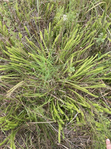 Lycopodiella alopecuroides, 2026-10-03