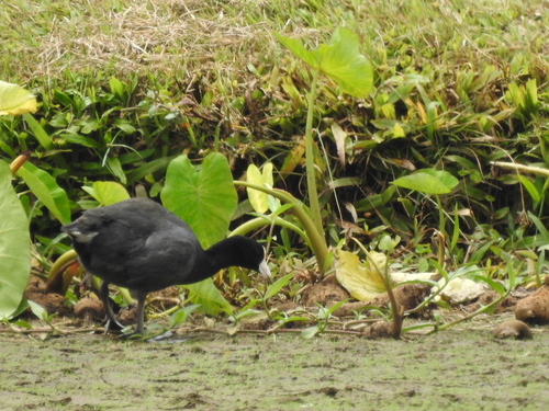 Fulica alai observed 2026-08-15