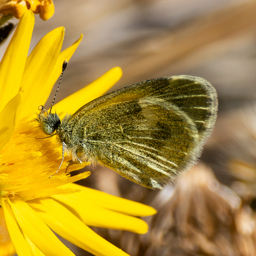 Dainty Sulphur
