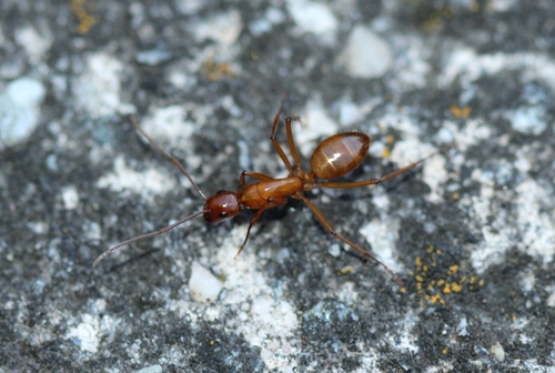 Chestnut Carpenter Ant
