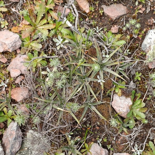 Dyckia remotiflora