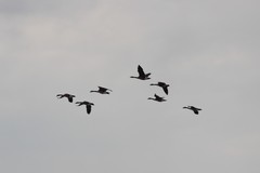 Branta canadensis canadensis