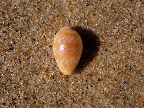 Cypraea ziczac observed 2026-10-06