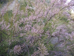 Tamarix meyeri