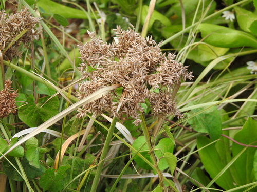 Cyperus javanicus observed 2026-08-15