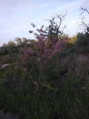 Tamarix meyeri