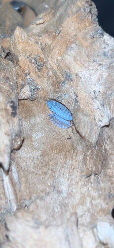 Powderblues