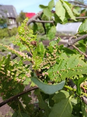 Eriophyes prunianus
