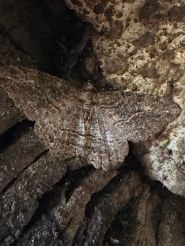 Brown-lined Looper